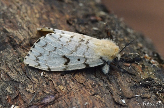 Schwammspinner (Lymantria dispar)